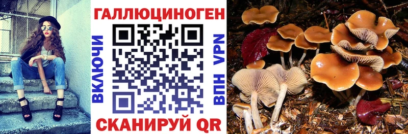 Галлюциногенные грибы Cubensis  хочу   Волгодонск 